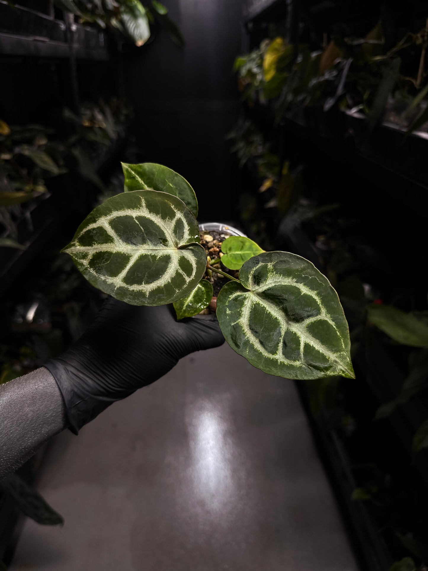 Anthurium 'Michelle' x 'Silver Blush' X 'Michelle'