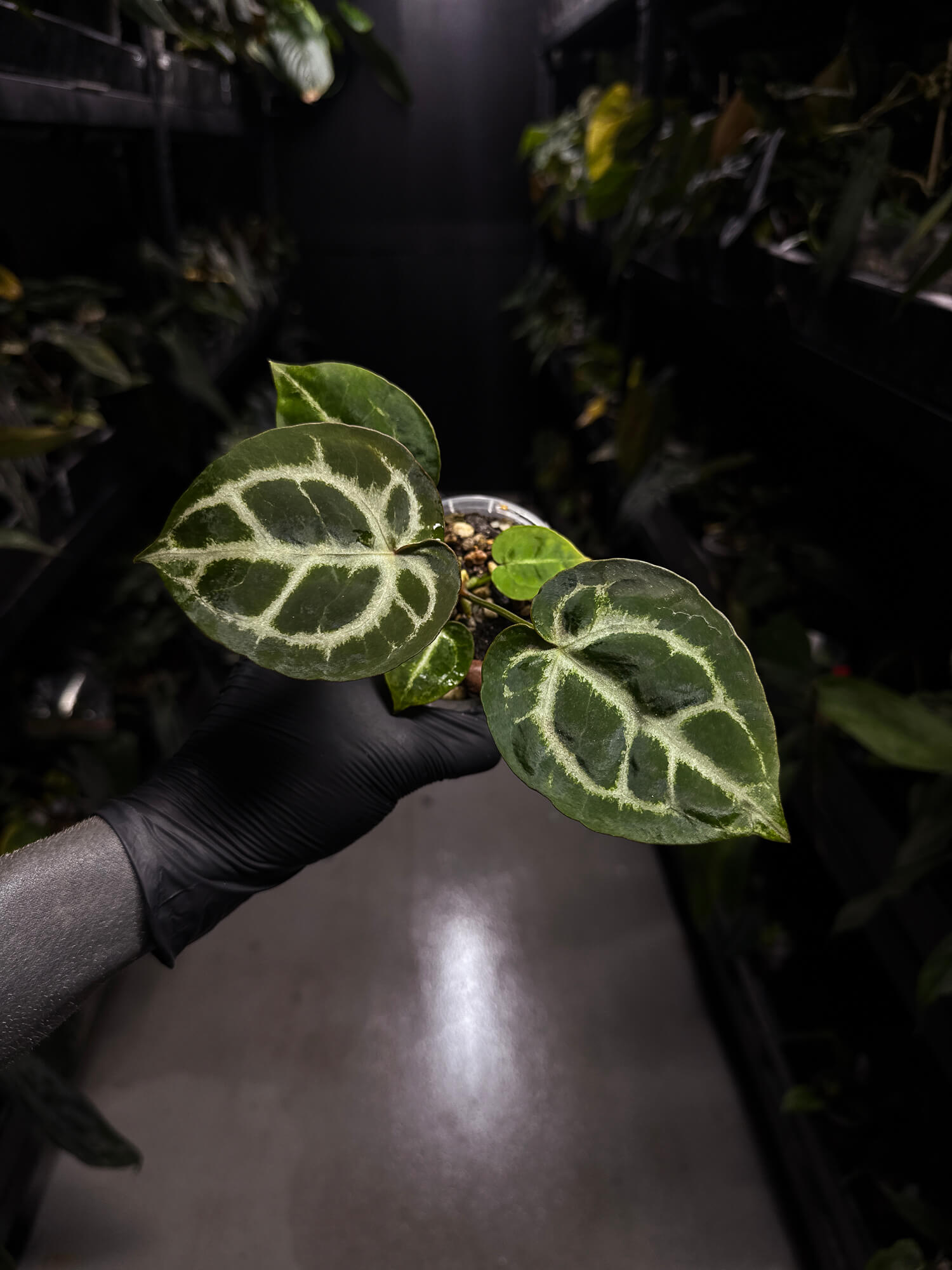 Anthurium 'Michelle' x 'Silver Blush' X 'Michelle'