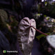 Anthurium #PurplePeopleEater 👾