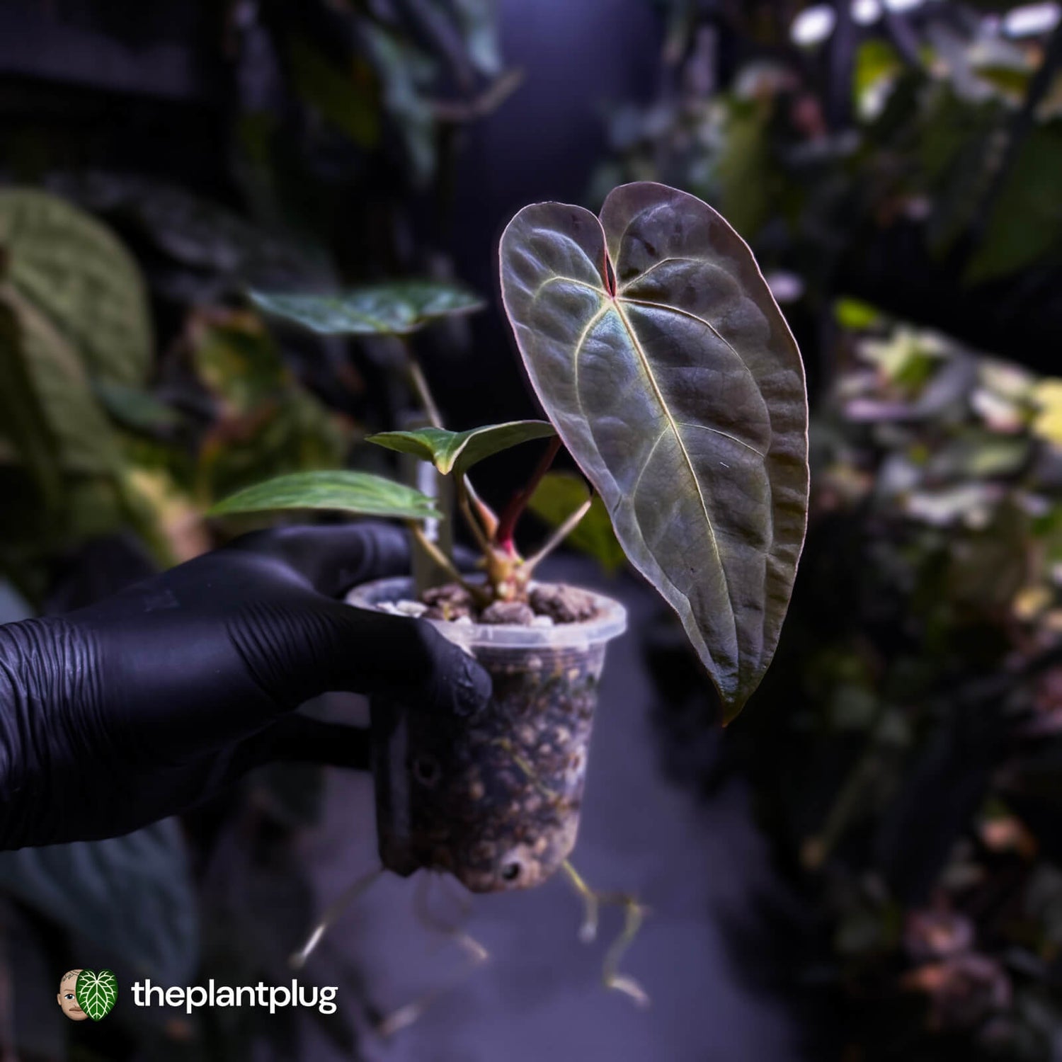 Anthurium #PurplePeopleEater 👾