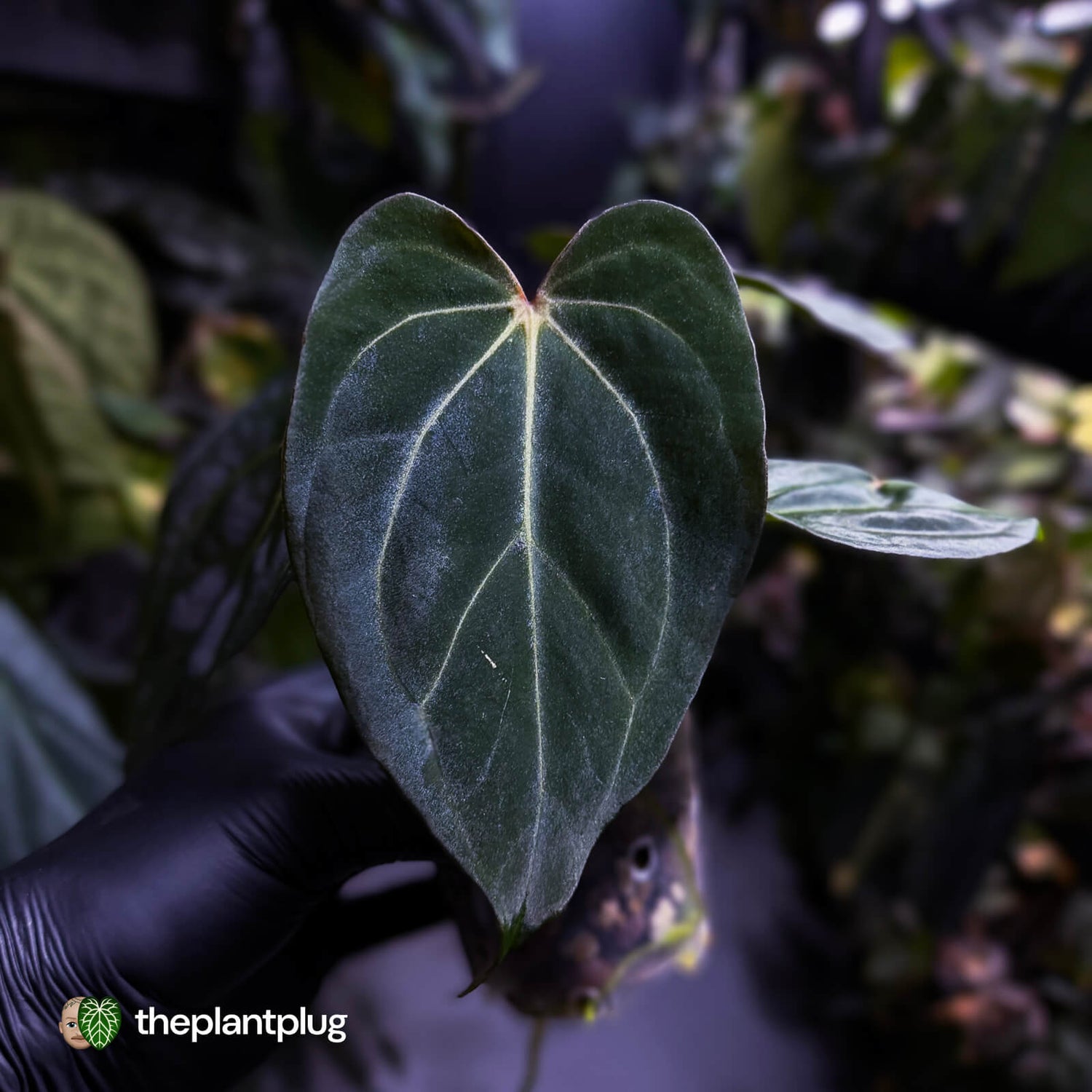 Anthurium carlablackiae x #MidnightVelvet 🌟