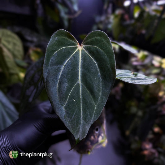 Anthurium carlablackiae x #MidnightVelvet 🌟