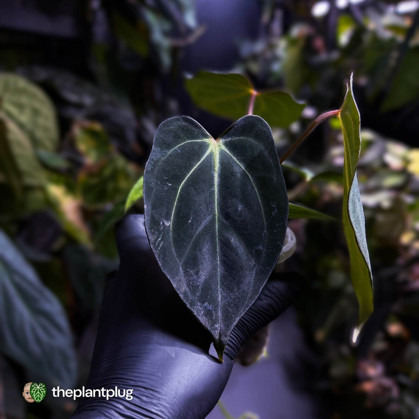 Anthurium carlablackiae x #MidnightVelvet 🌟