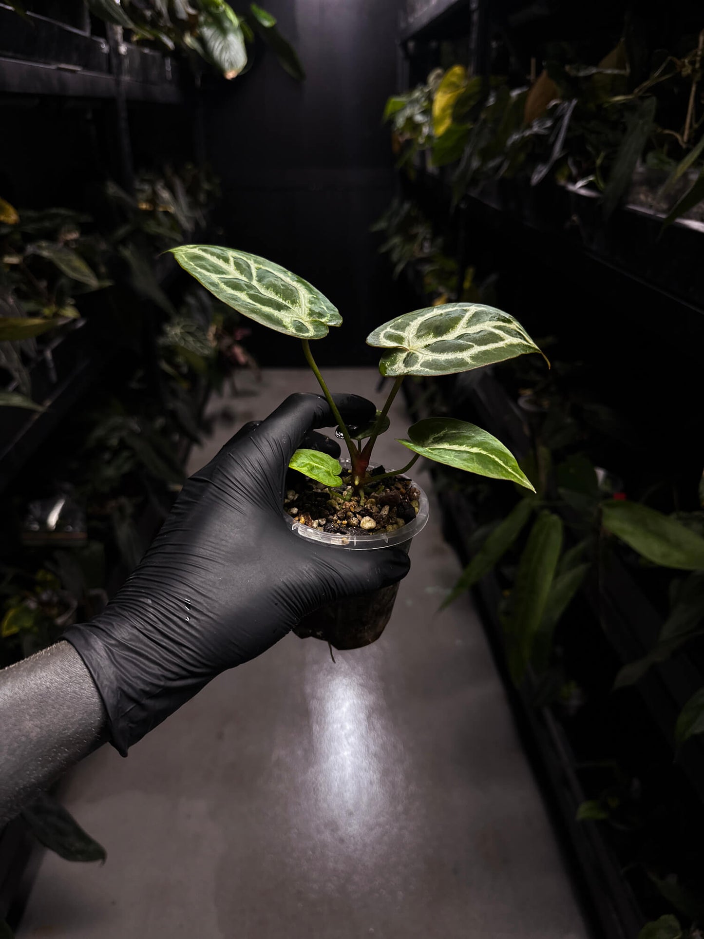 Anthurium 'Michelle' x 'Silver Blush' X 'Michelle'
