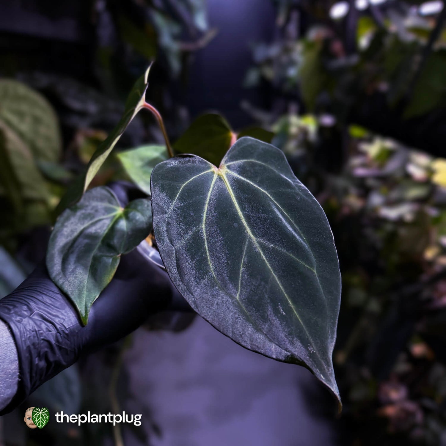 Anthurium carlablackiae x #MidnightVelvet 🌟