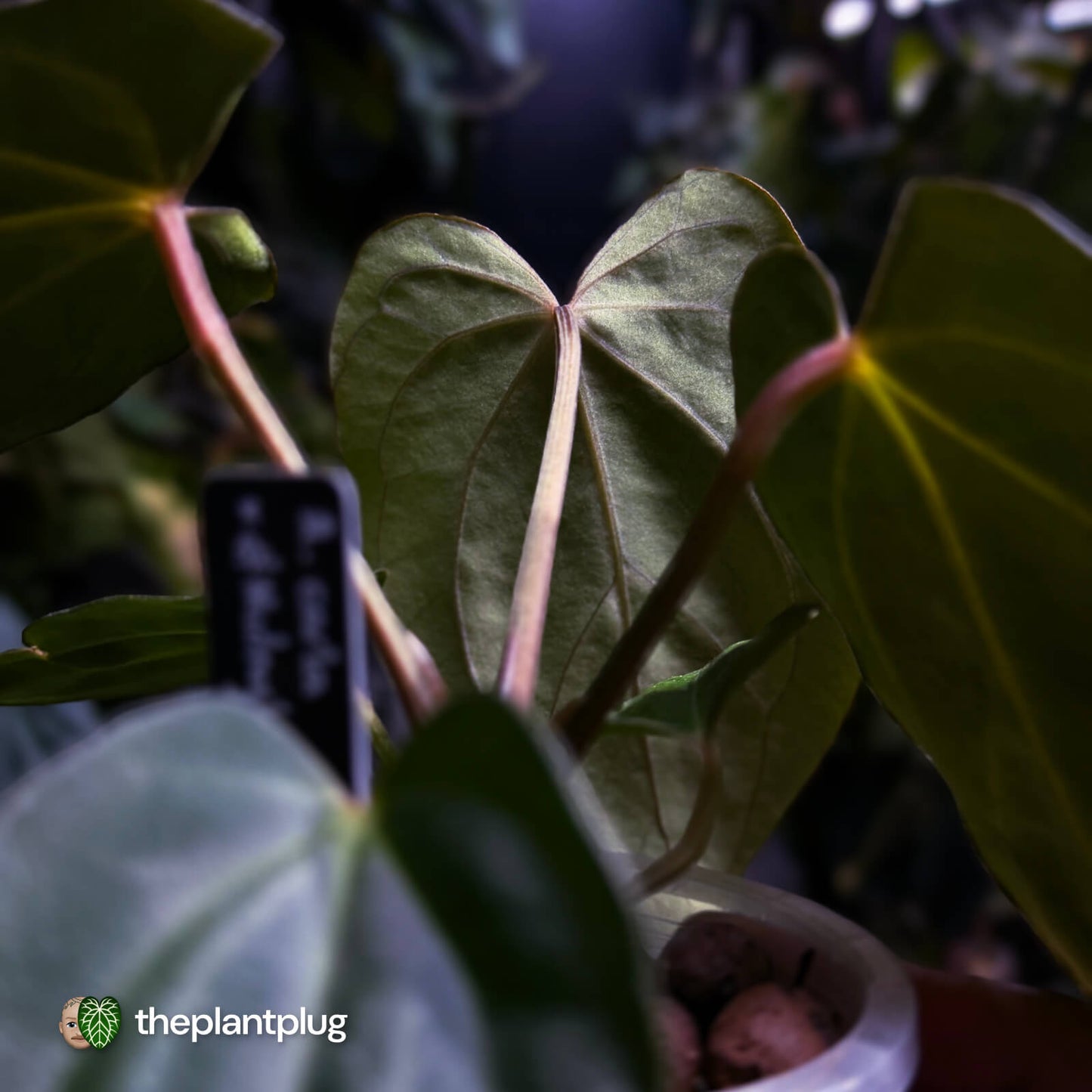 Anthurium carlablackiae x #MidnightVelvet 🌟