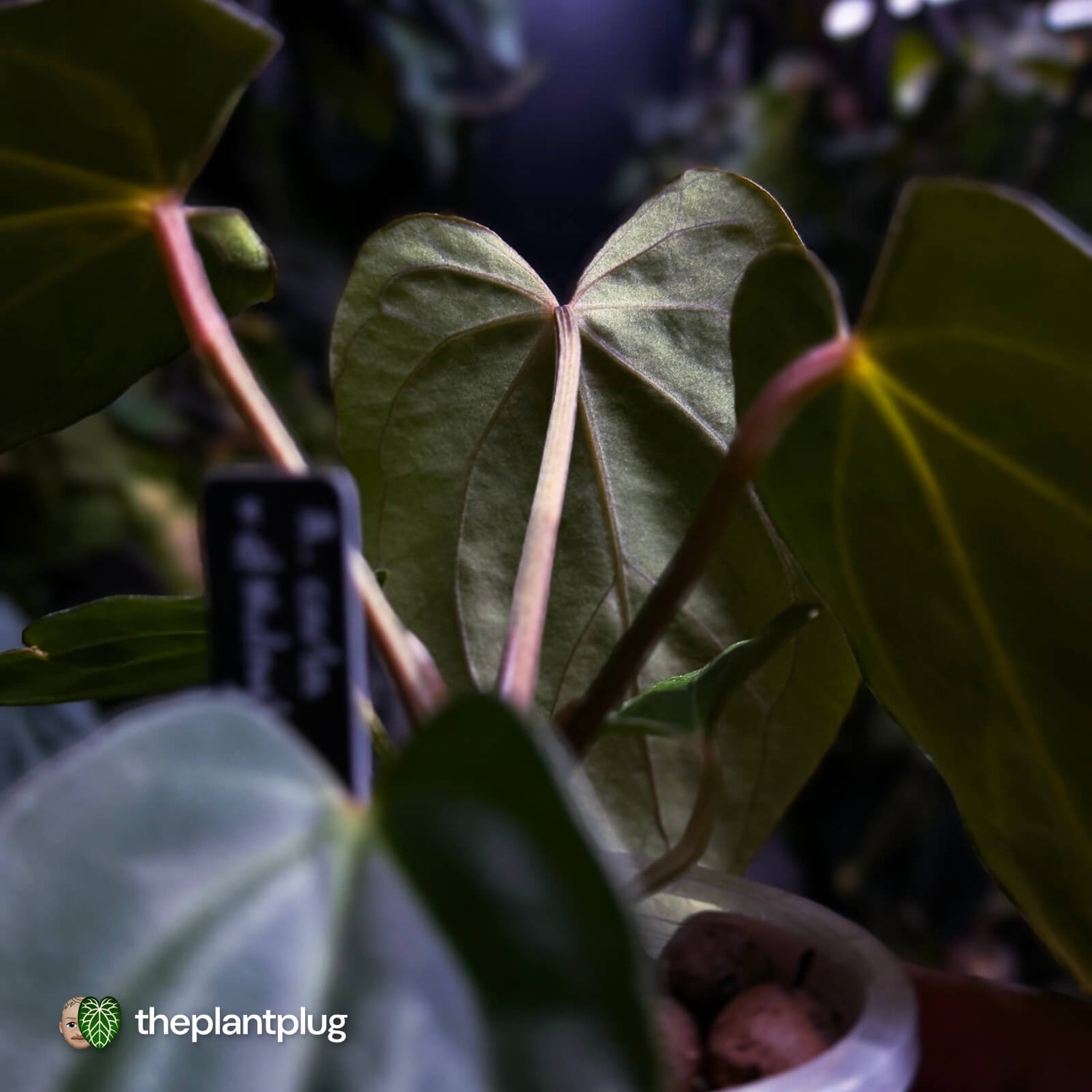 Anthurium carlablackiae x #MidnightVelvet 🌟