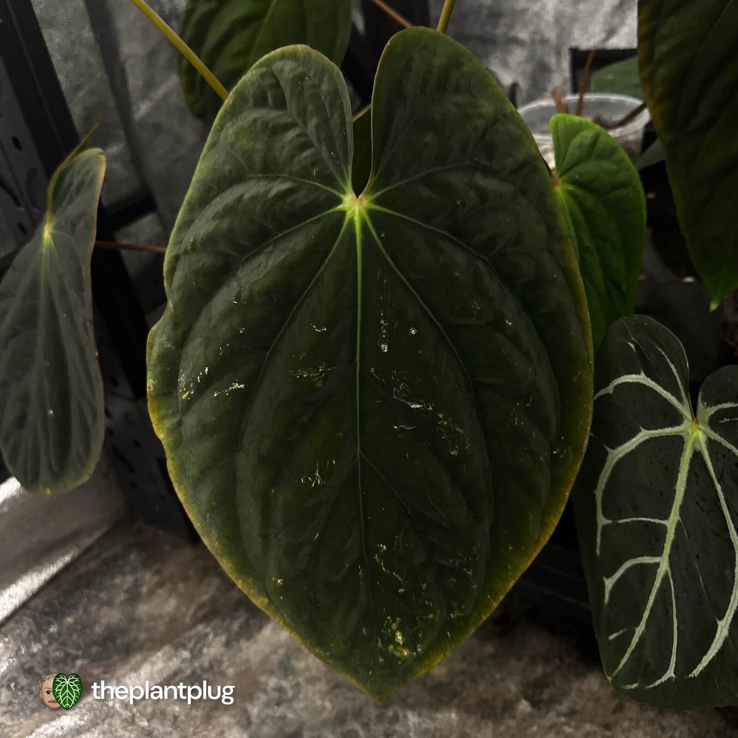 Anthurium antolakii ('Round' x 'RA1') • mother plant clone