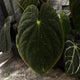 Anthurium antolakii ('Round' x 'RA1') • mother plant clone