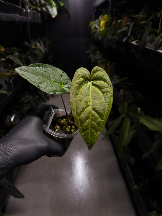Anthurium 'Guatemala' x clarinervium • select plant