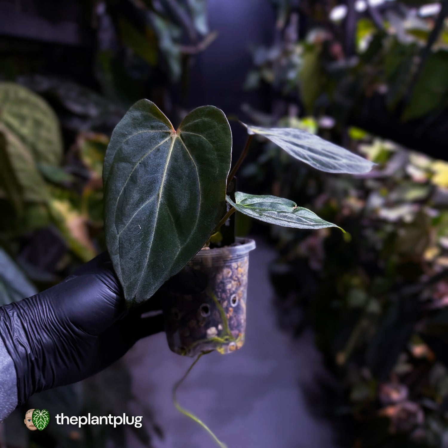 Anthurium carlablackiae x #MidnightVelvet 🌟