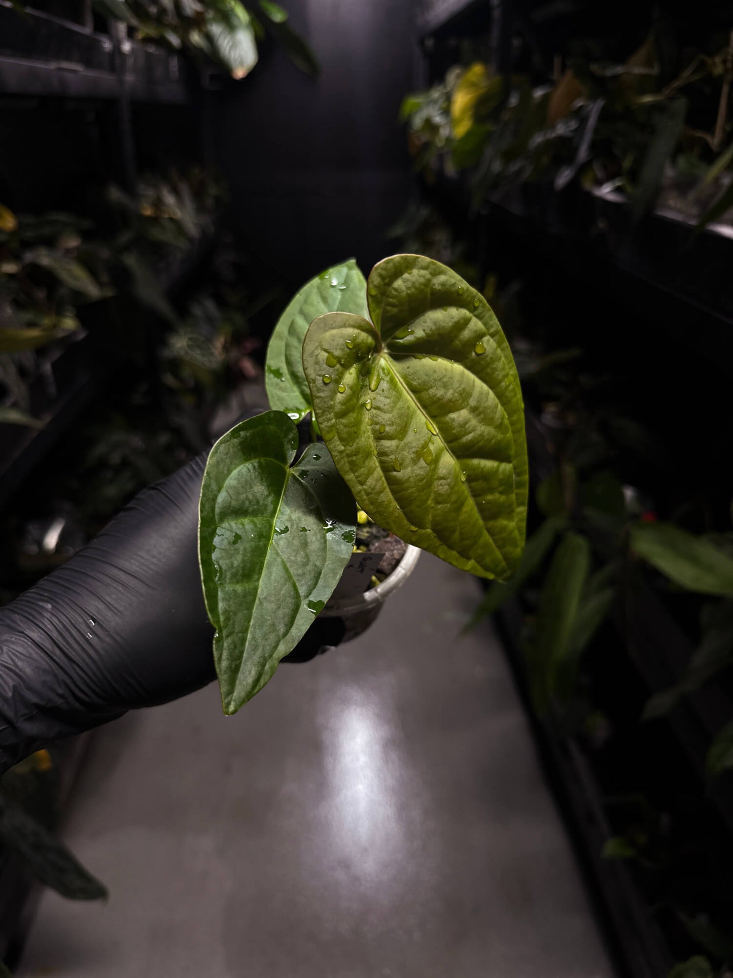 Anthurium 'Guatemala' x clarinervium • select plant