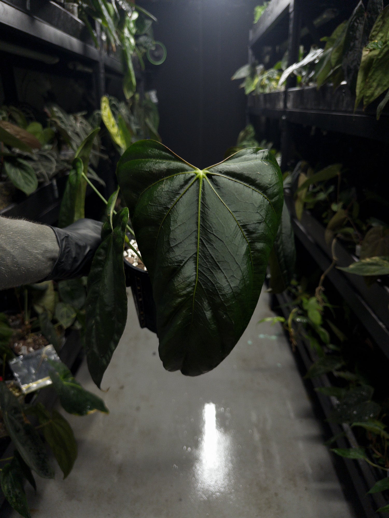 Anthurium #MidnightVelvet x 'Indo Portillae'