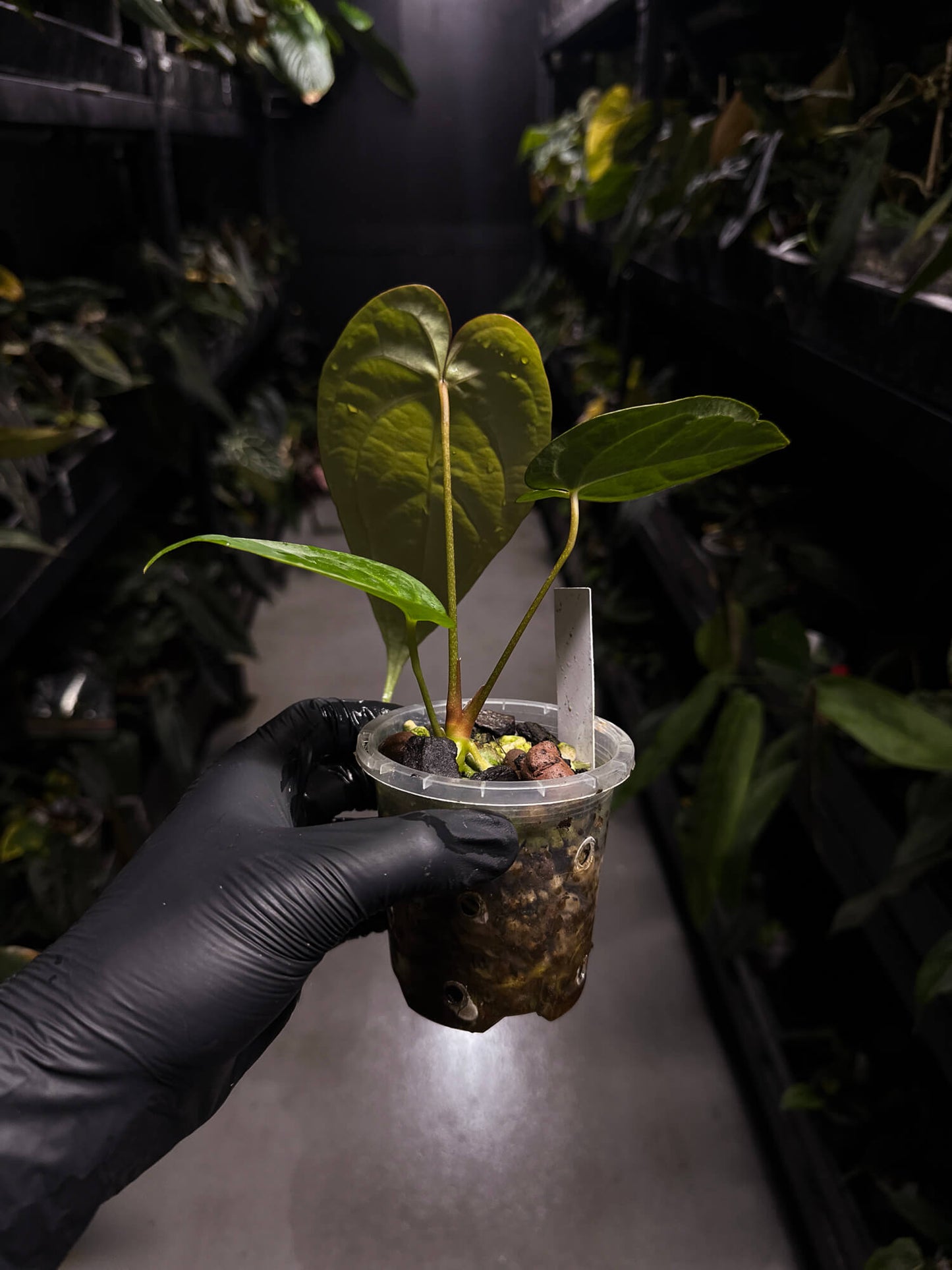 Anthurium 'Guatemala' x clarinervium • select plant