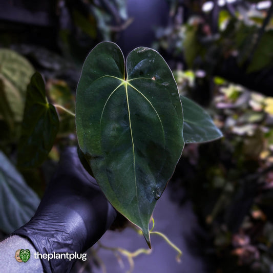 Anthurium (carlablackiae x besseae aff) x (antolakii x 'Dark Phoenix')