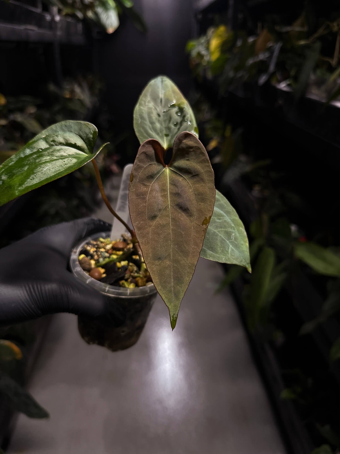 Anthurium #RippedVelvet