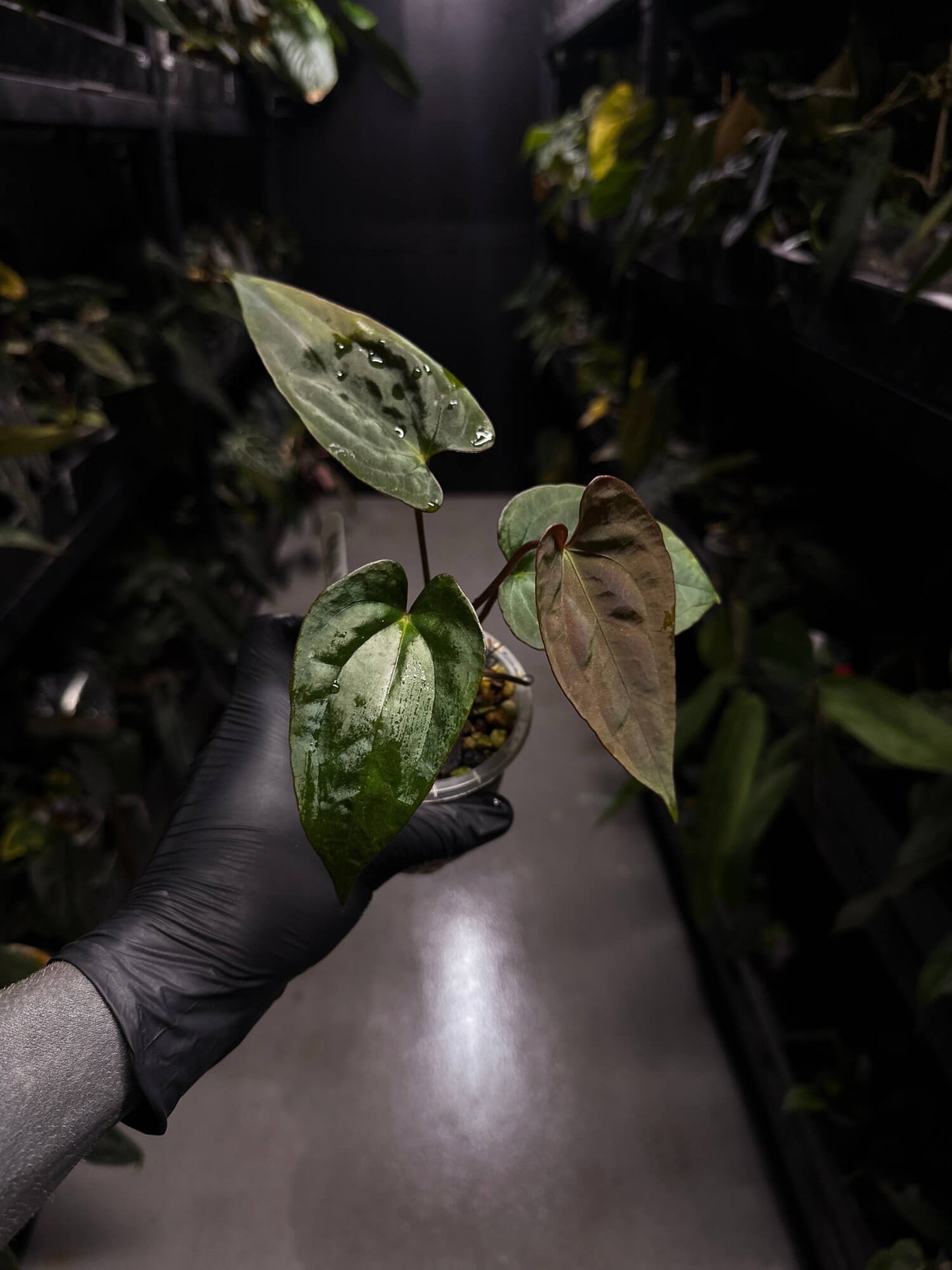 Anthurium #RippedVelvet