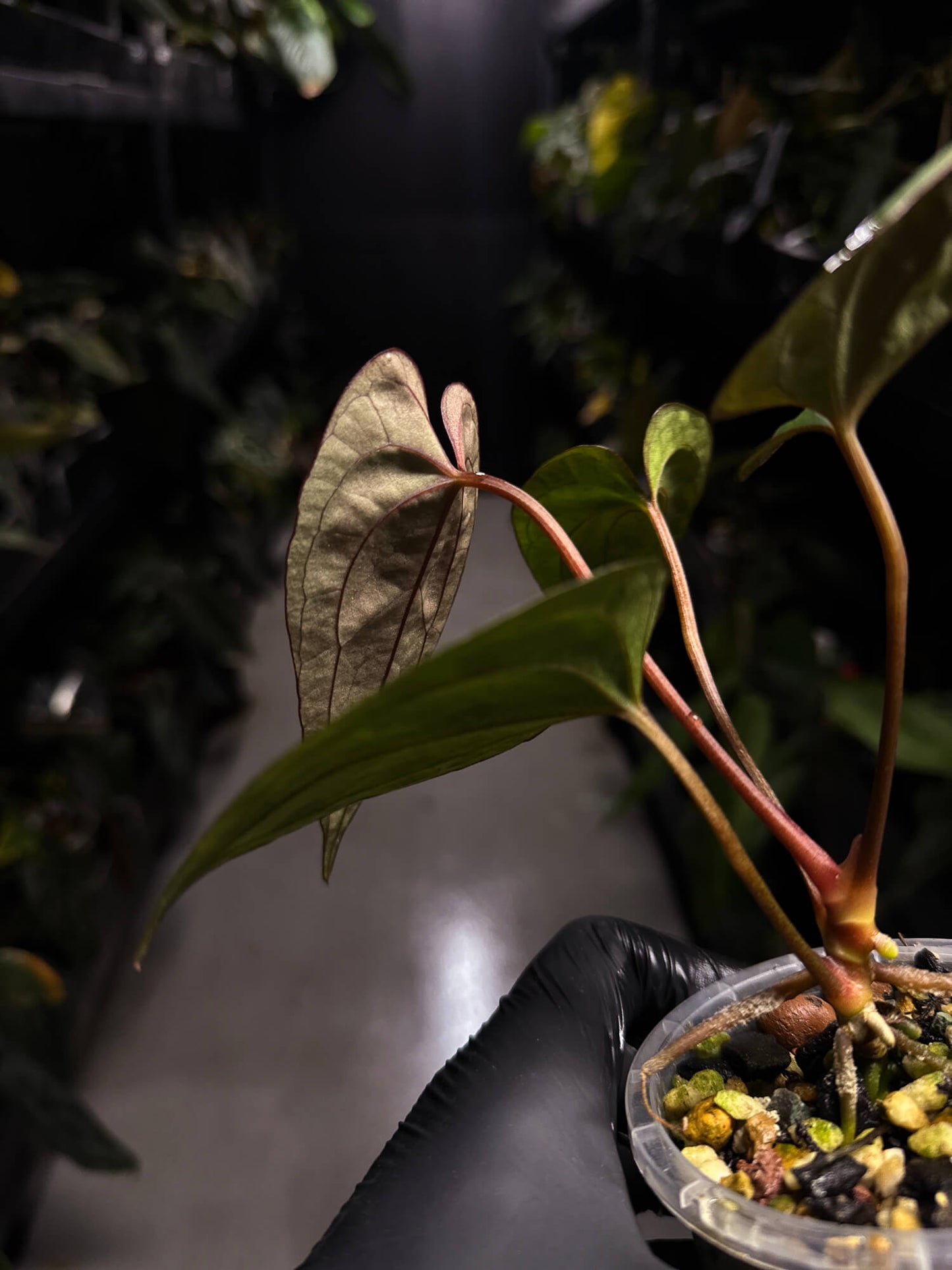 Anthurium #RippedVelvet