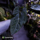 Anthurium (carlablackiae x dressleri) x carlablackiae