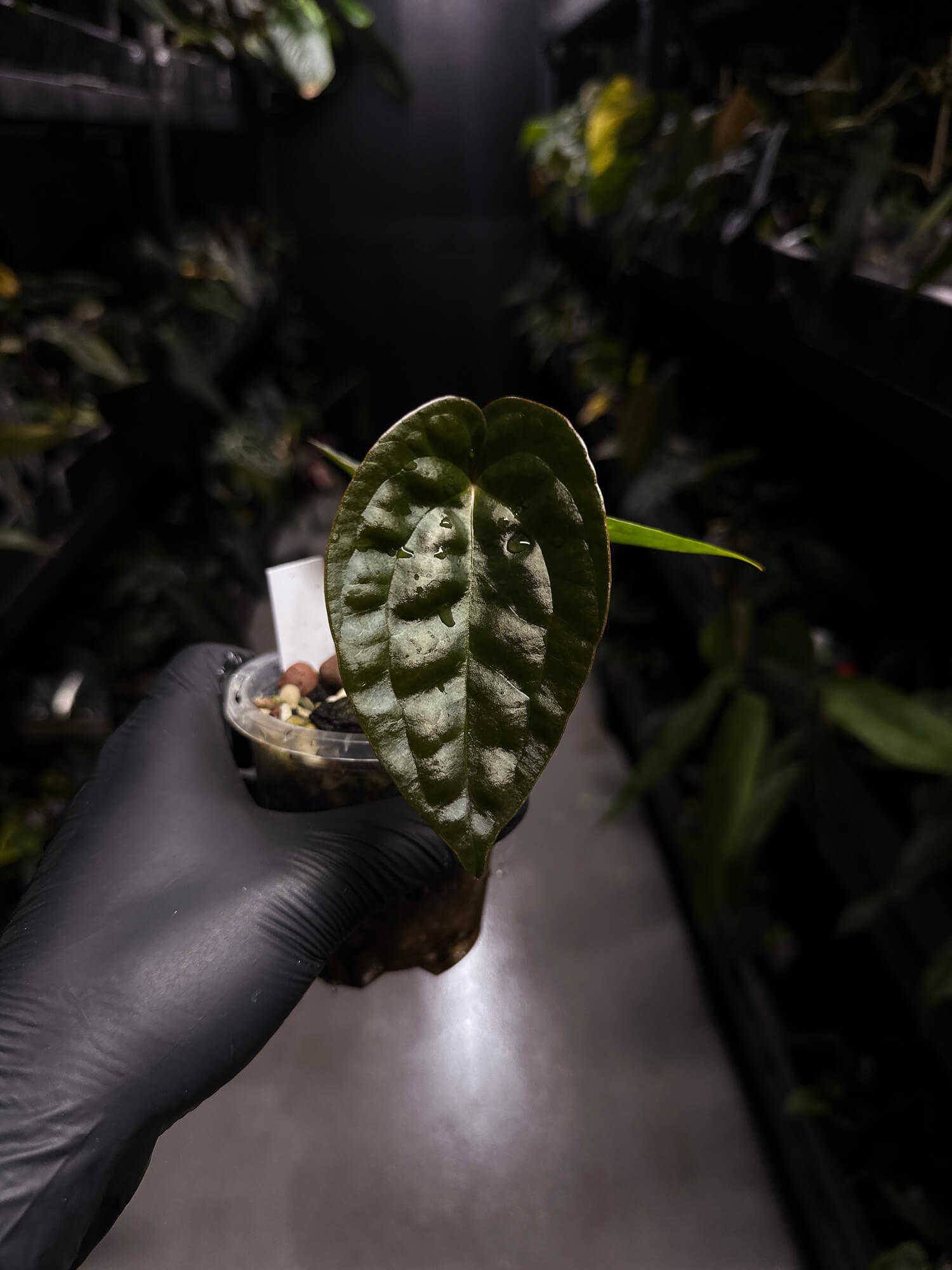 Anthurium 'Jessika Rabbit' x luxurians