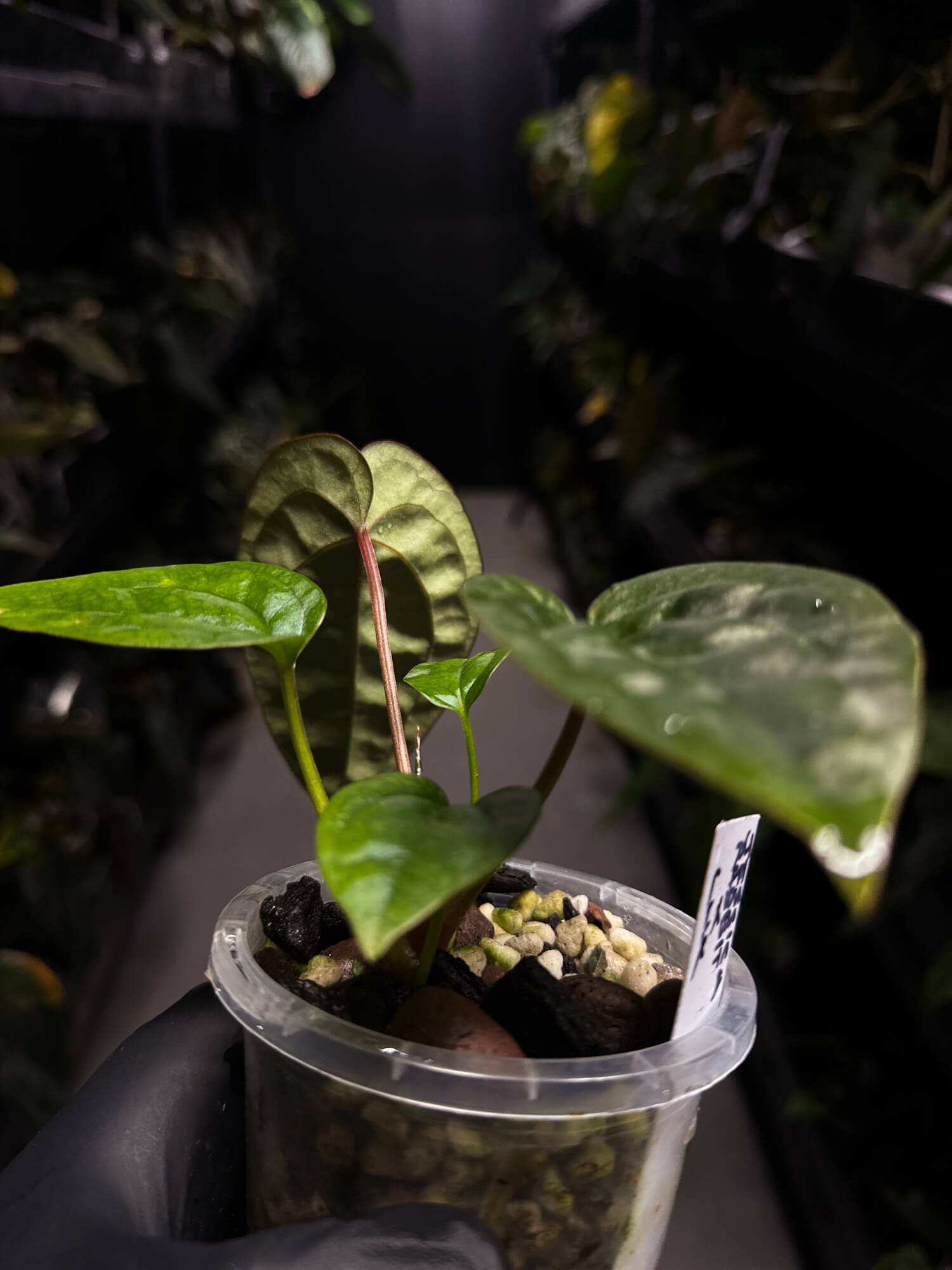 Anthurium 'Jessika Rabbit' x luxurians