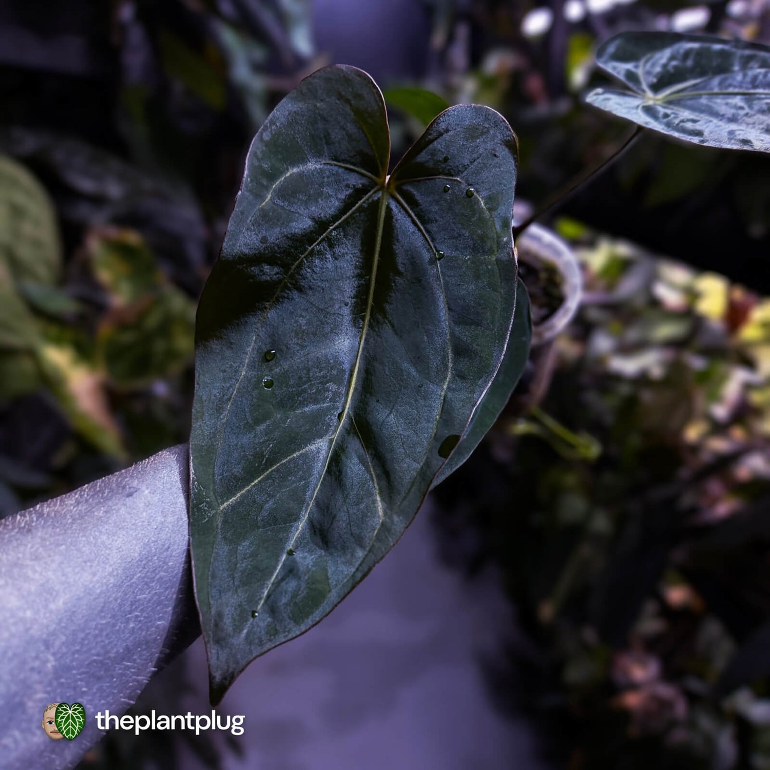 Anthurium (carlablackiae x dressleri) x carlablackiae