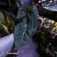 Anthurium (carlablackiae x dressleri) x carlablackiae