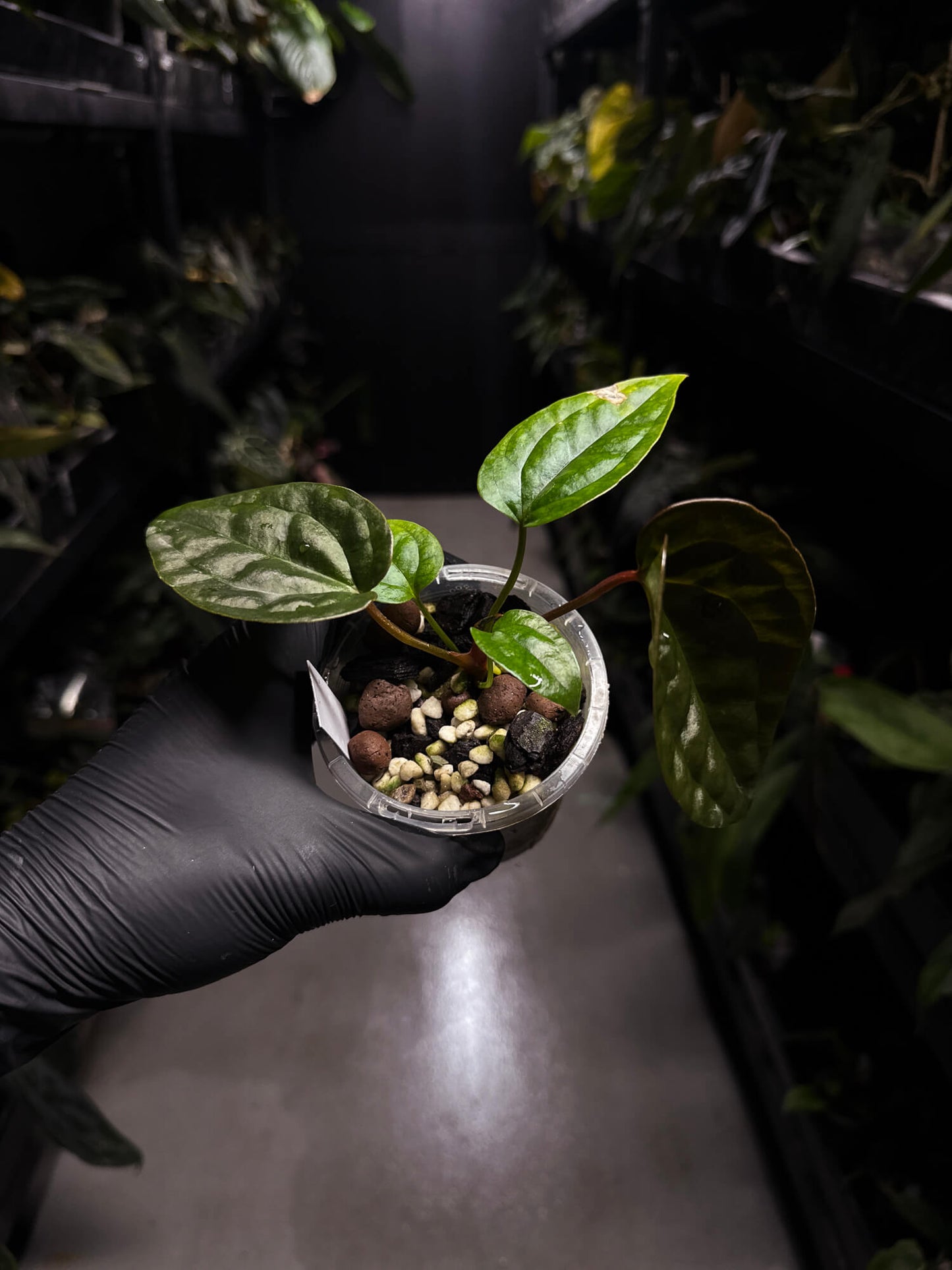 Anthurium 'Jessika Rabbit' x luxurians