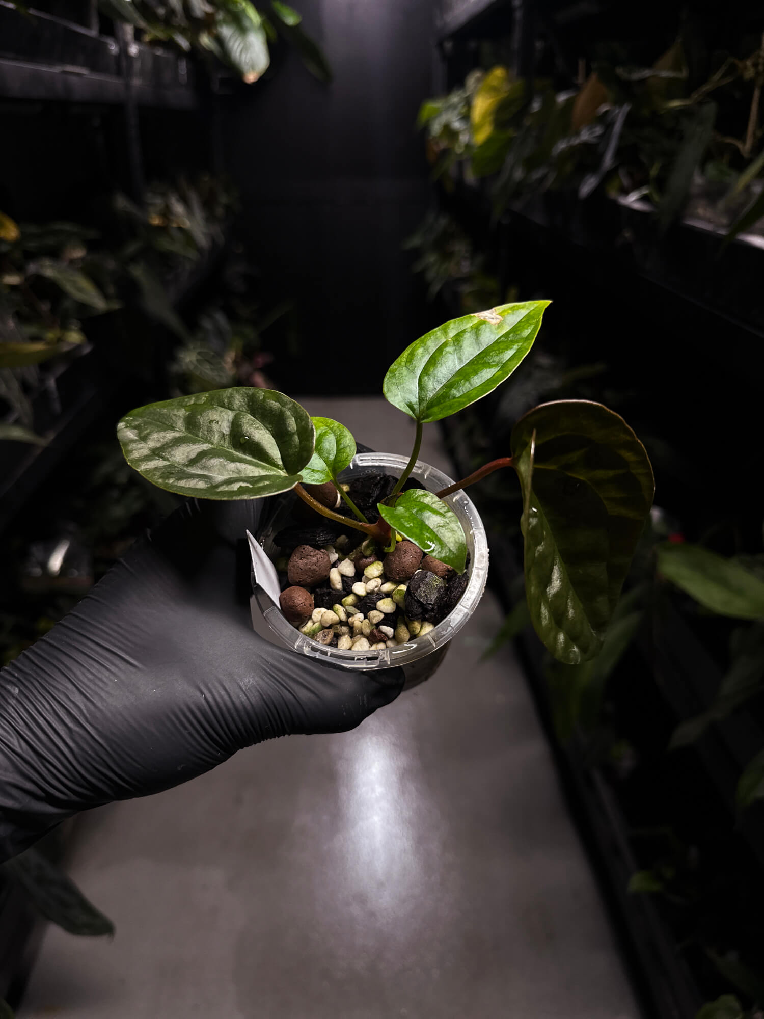 Anthurium 'Jessika Rabbit' x luxurians