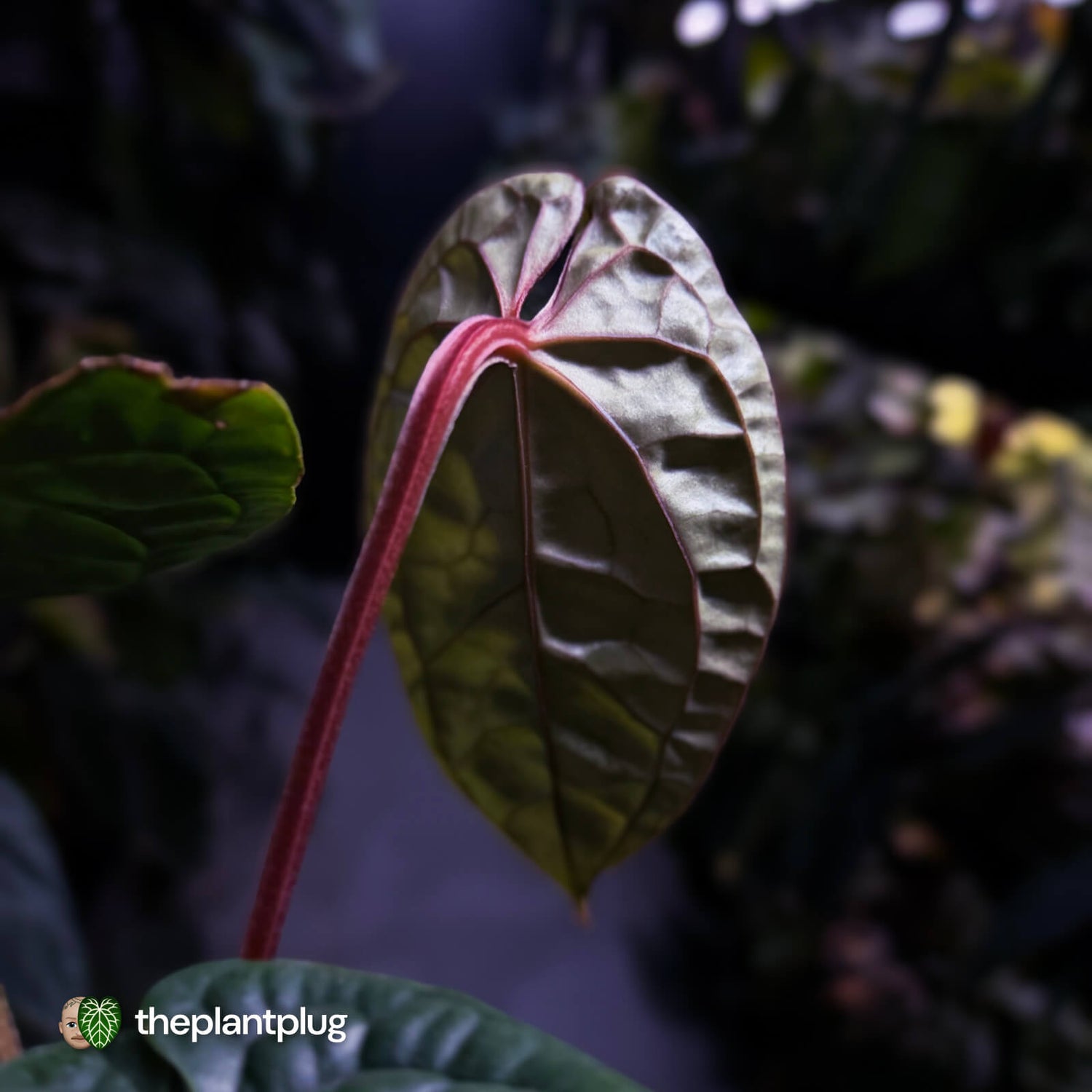 Anthurium luxurians • non-TC