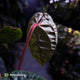 Anthurium luxurians • non-TC