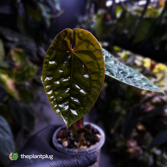Anthurium luxurians • non-TC