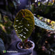 Anthurium luxurians • non-TC