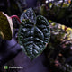 Anthurium luxurians • non-TC