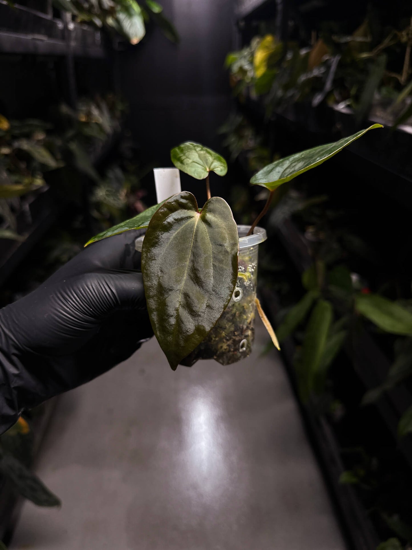 Anthurium ('Midnight Velvet' x crystallinum) x #BlackCherry • select holdback
