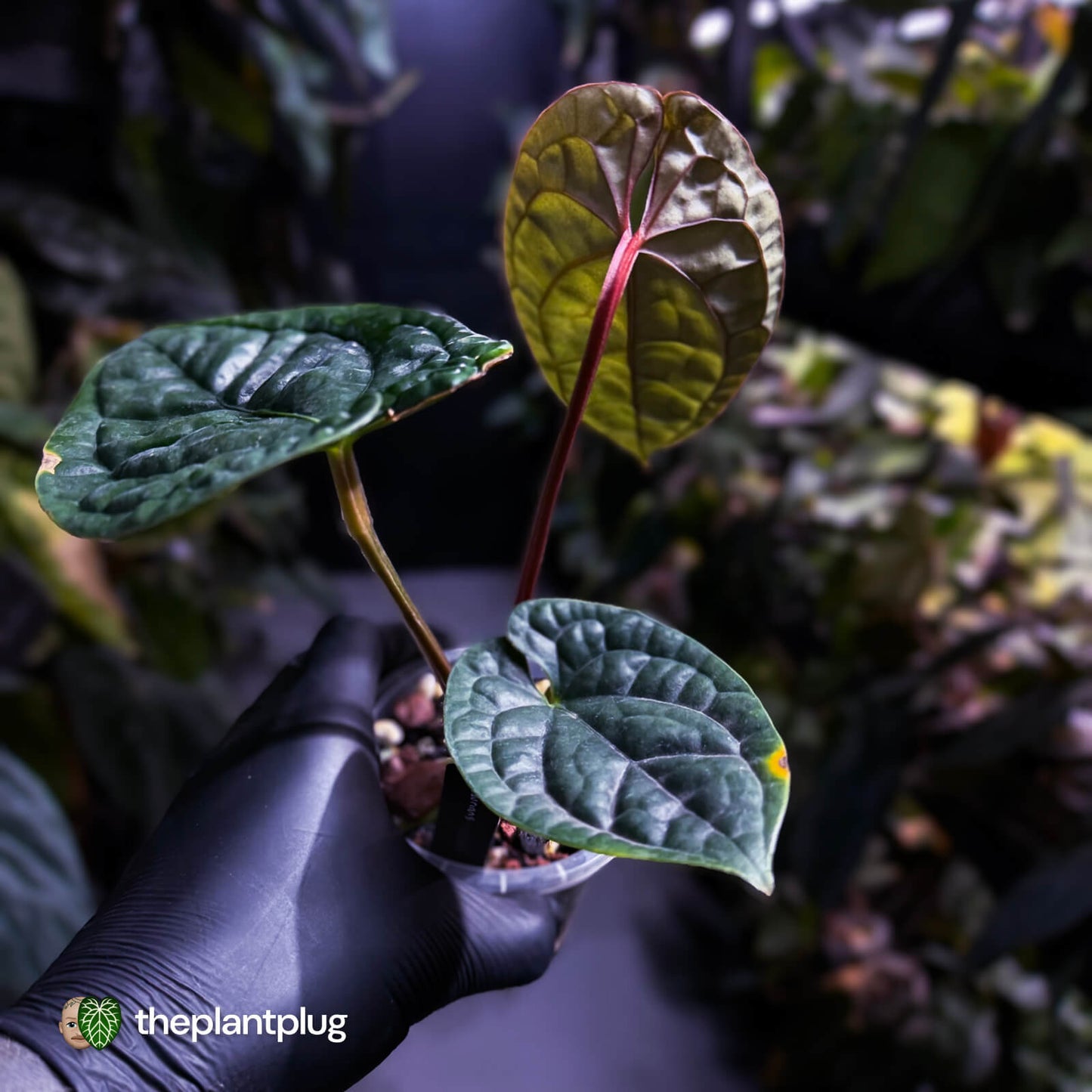 Anthurium luxurians • non-TC