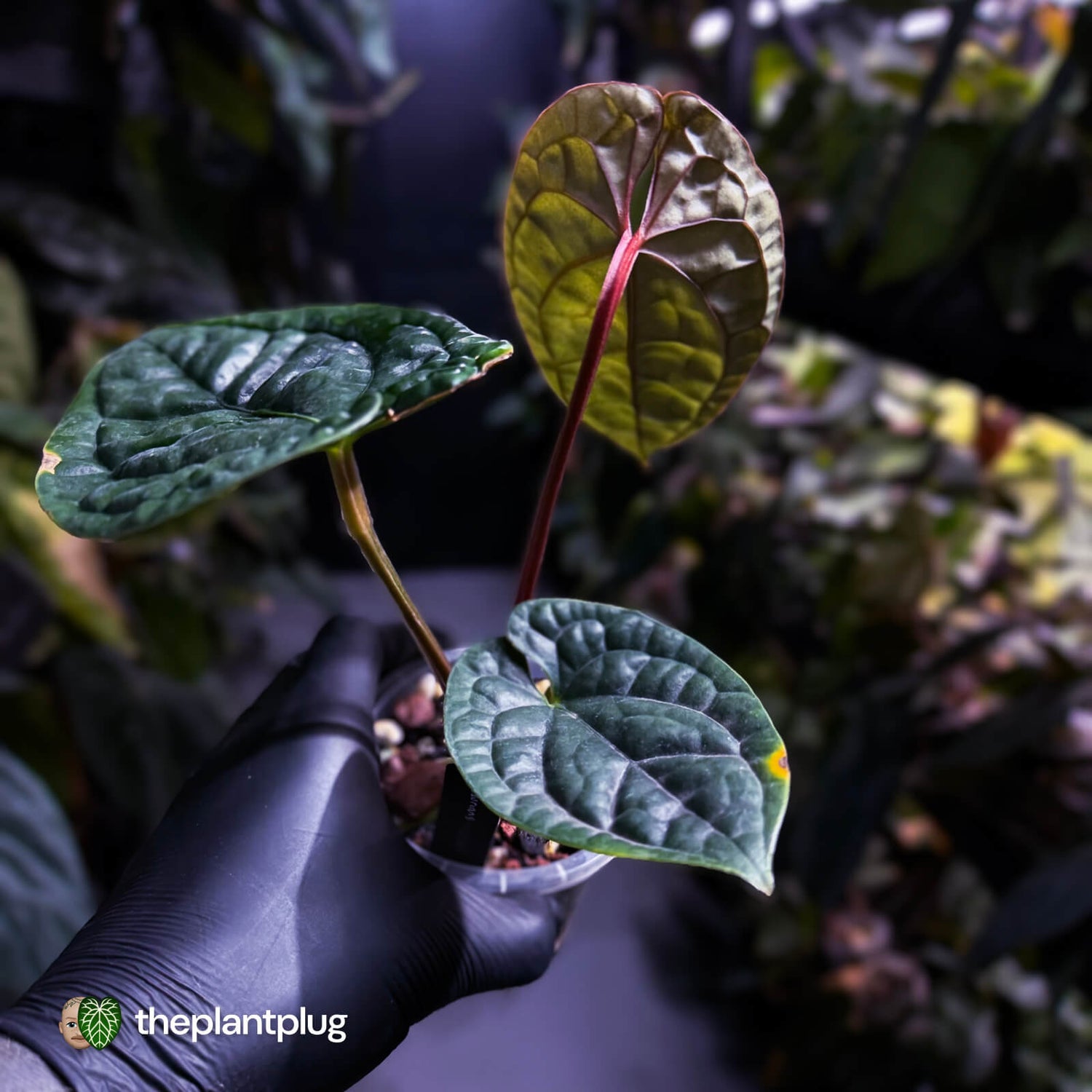 Anthurium luxurians • non-TC