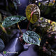 Anthurium luxurians • non-TC