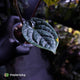 Anthurium luxurians • non-TC