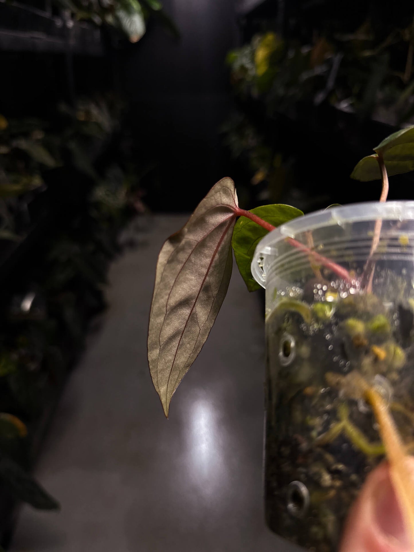 Anthurium ('Midnight Velvet' x crystallinum) x #BlackCherry • select holdback