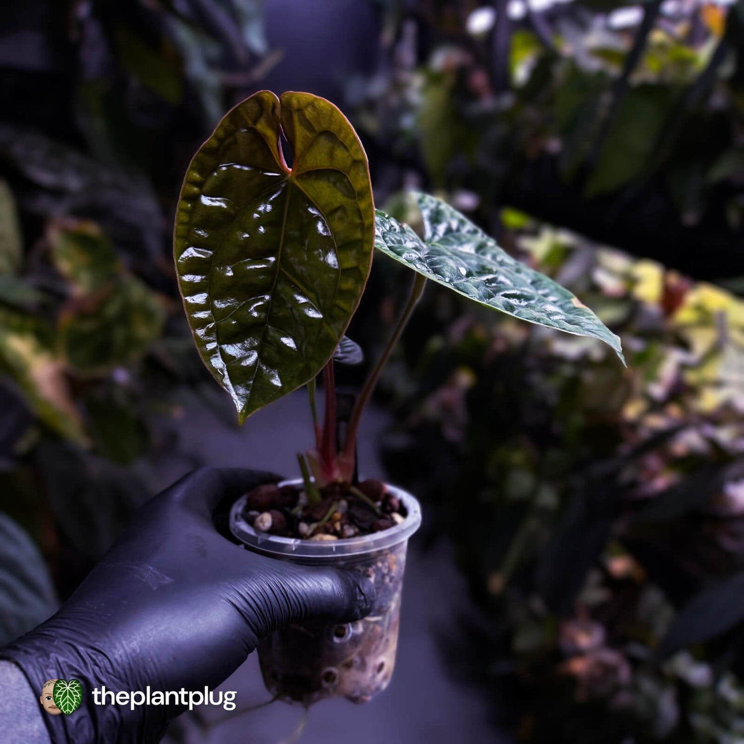 Anthurium luxurians • non-TC