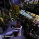 Anthurium luxurians • non-TC