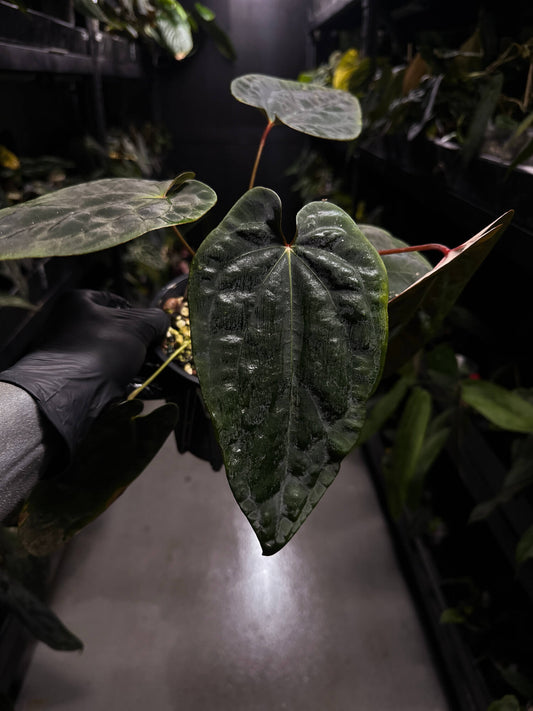 Anthurium ('Midnight Velvet' x crystallinum) x #BlackCherry • select holdback