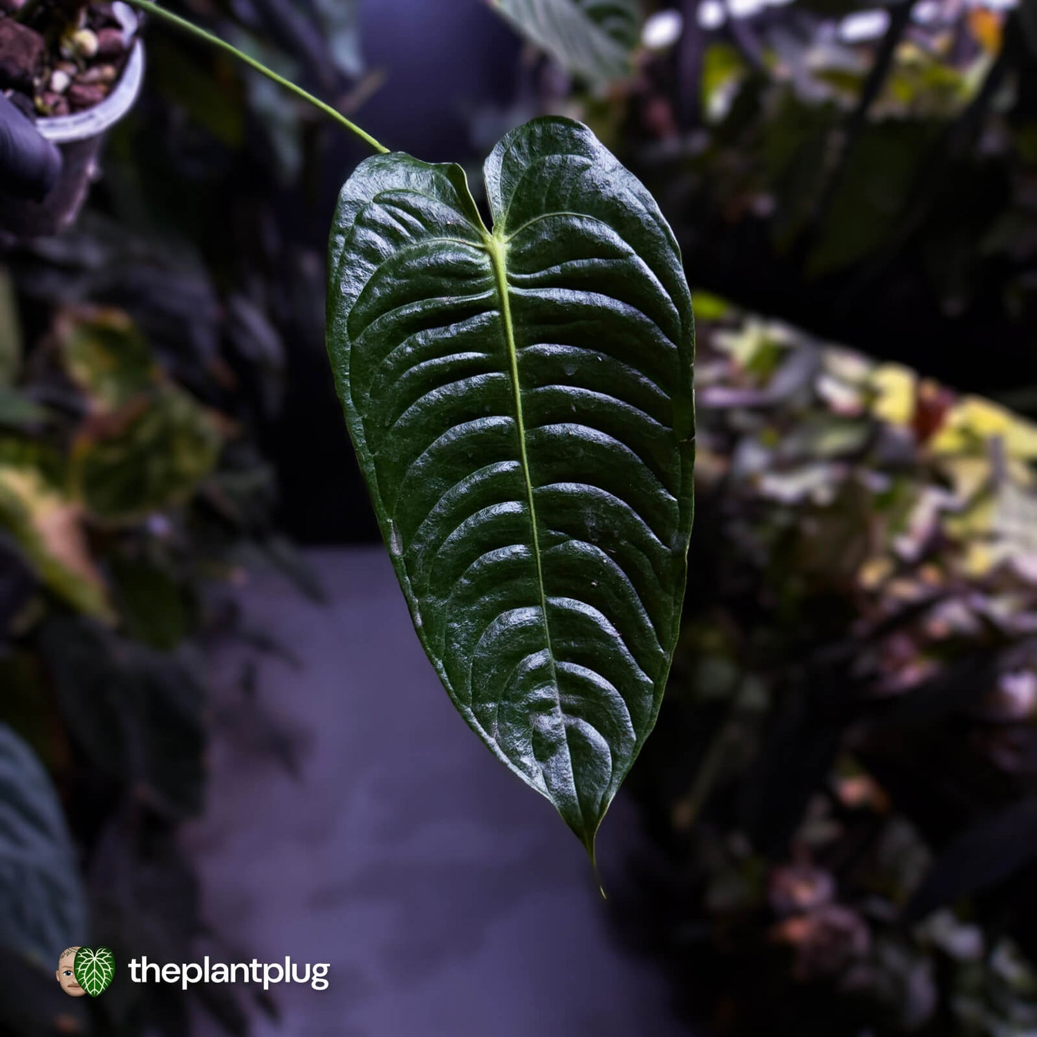 Anthurium veitchii 'Narrow Form'
