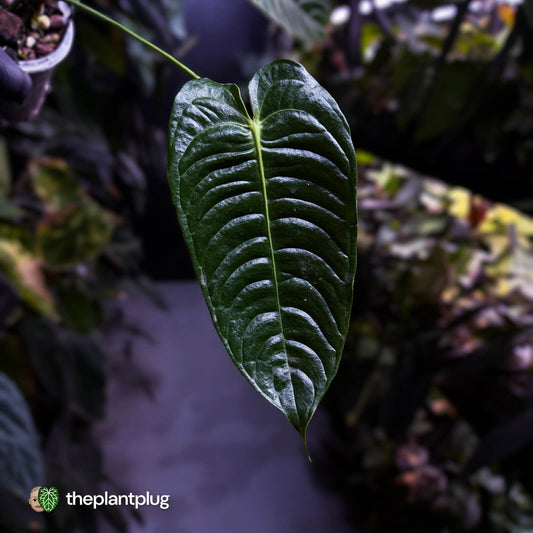 Anthurium veitchii 'Narrow Form'