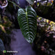 Anthurium veitchii 'Narrow Form'