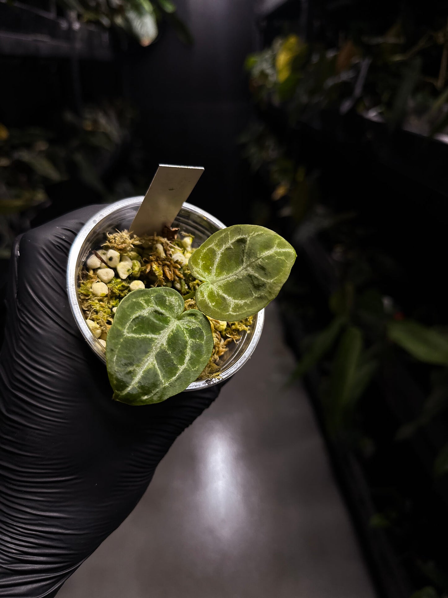 Anthurium 'Diamond Forgetii' • selected clone