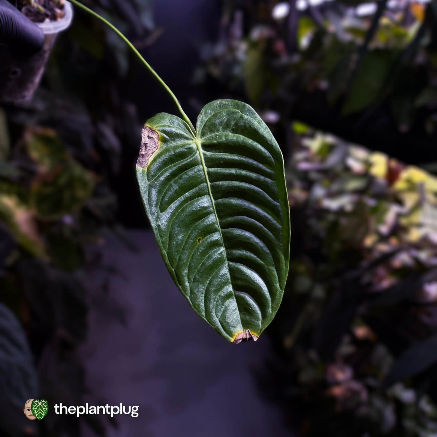 Anthurium veitchii 'Narrow Form'