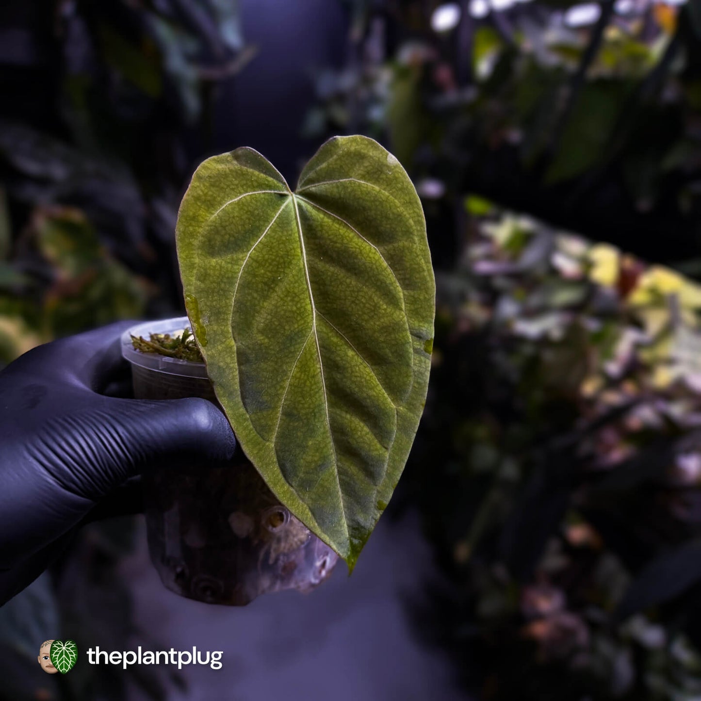 Anthurium 'Portillae' x papillilaminum