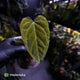 Anthurium 'Portillae' x papillilaminum